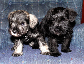 Brothers. Bandit on the left and Smokey on the right.